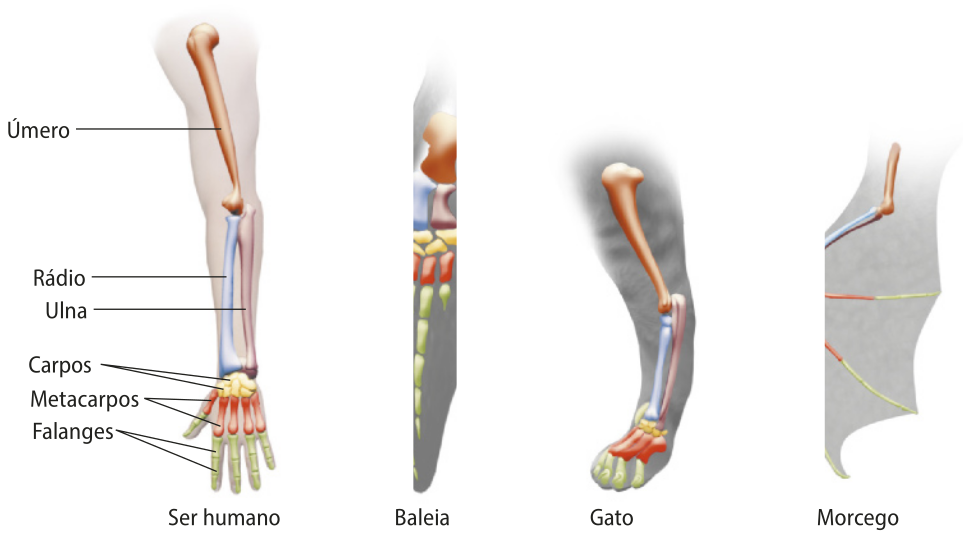 Esquema representando os ossos que compõem o membro anterior do ser humano, da baleia, do gato e do morcego. Estão indicados os úmeros, os rádios, as ulnas, os carpos, os metacarpos, as falanges de cada um dos seres. Cada osso está colorido com a mesma cor nos quatro membros.