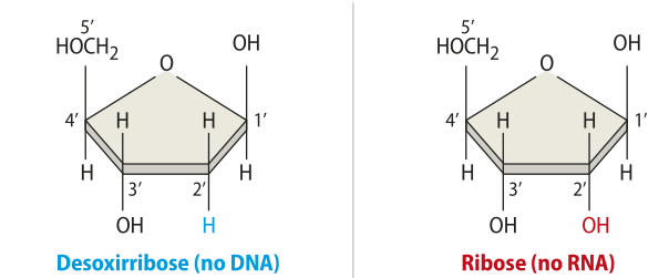 Imagens das fórmulas estruturais da desoxirribose e da ribose. São iguais, diferenciadas apenas pelo átomo de oxigênio.