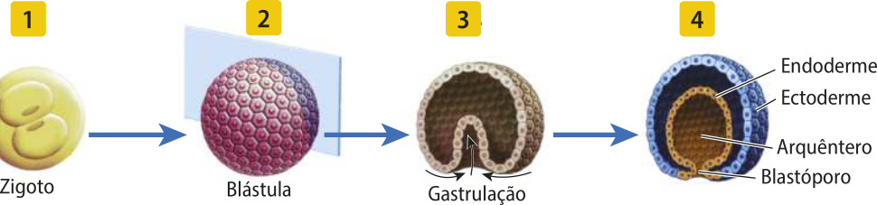 Esquema representando o início do desenvolvimento embrionário dividido em quatro etapas. 1. Zigoto: célula com dois núcleos. 2. Blástula: agrupamento em formato esférico de diversas células. 3. Gastrulação: a membrana deste agrupamento de células começa a se voltar para dentro formando uma cavidade interna. A imagem está em corte, evidenciando o interior vazio. 4. Nesta etapa, a cavidade está maior, sendo indicada como arquêntero, a entrada da cavidade está reduzida, sendo indicada como blastóporo e coloridas de cor diferente estão a endoderme e a ectoderme.