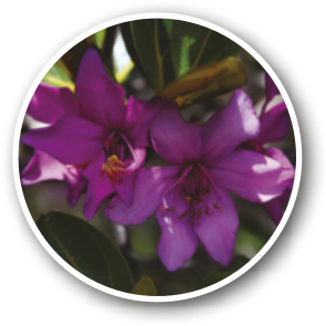 Fotografia de duas flores, cada uma com seis pétalas iguais que saem de um miolo em comum.