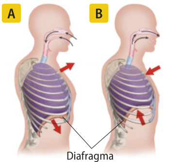 Esquema representando a silhueta humana em duas situações. A. Inspiração. A caixa torácica está expandida e o diafragma, músculo localizado abaixo dos pulmões, está mais baixo. B. Expiração. A caixa torácica está encolhida e o diafragma está mais alto.