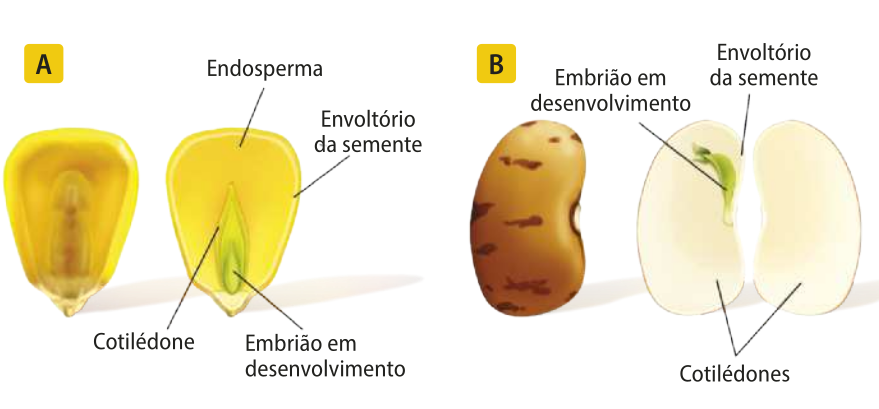 Esquema A. Imagem de um grão de milho ao lado de uma imagem de grão de milho em corte. Estão indicados no grão o endosperma, o envoltório da semente, o cotilédone e o embrião em desenvolvimento. Esquema B. Imagem de um grão de feijão ao lado de uma imagem de um grão de feijão dividido em duas bandas. Estão indicados os cotilédones, o envoltório da semente e o embrião em desenvolvimento.