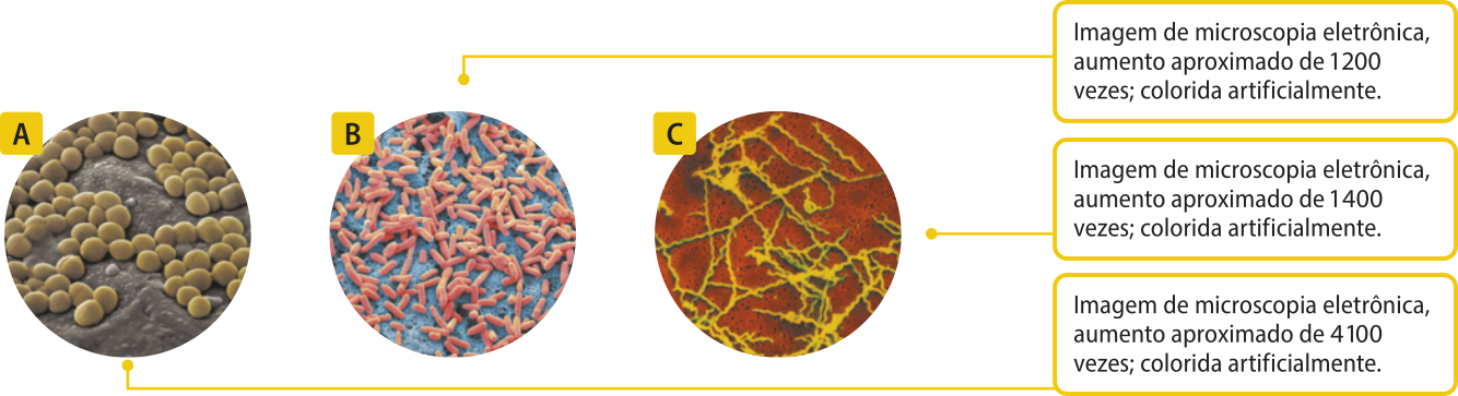 Composição de imagens de microscopia conectadas a uma caixa de texto. A. Inúmeras bactérias em formato esférico. Texto: Imagem de microscopia eletrônica, aumento aproximado de 4.100 vezes; colorida artificialmente. B. Inúmeras bactérias em formato de bacilo, alongadas com as pontas arredondadas. Texto: Imagem de microscopia eletrônica, aumento aproximado de 1.200 vezes; colorida artificialmente. C. Inúmeras bactérias finas e com formato longo e espiralado. Texto: Imagem de microscopia eletrônica, aumento aproximado de 1.400 vezes; colorida artificialmente.