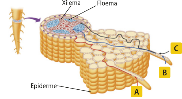 Esquema representando um corte transversal de uma raiz em detalhe e ampliada com as rotas de absorção de água. O fluxo de água está representado por setas. Nos três casos, a água entra pelas células epiderme e vai até o xilema localizado no centro da raiz. O floema também está identificado no esquema. A. A água passa por entre as células. B. A água passa por dentro das células através das membranas plasmáticas. C.  A água passa por dentro das células através de canais de comunicação entre células vizinhas.
