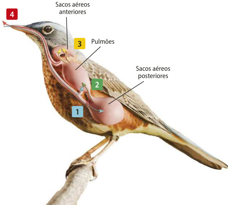 Esquema representando o fluxo de ar no sistema respiratório de uma ave. O sistema é composto por sacos aéreos anteriores (3) localizados na parte superior do corpo, pulmões (2) localizados na região central do corpo e sacos aéreos posteriores (1) localizados na parte inferior do corpo. O fluxo de ar está representado por setas.