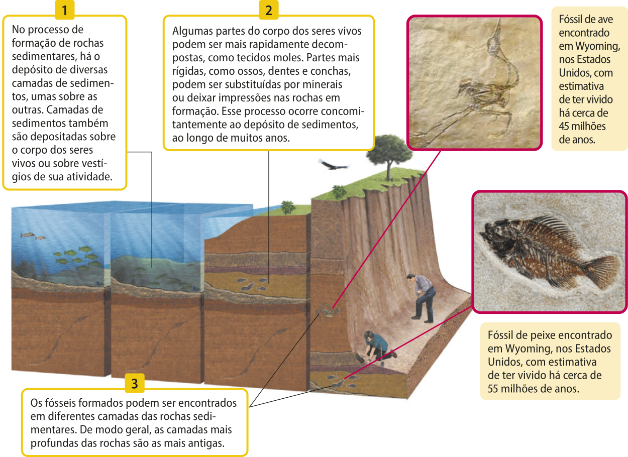 Esquema representando as etapas do processo de fossilização em rochas sedimentares. 1. No processo de formação de rochas sedimentares, há o depósito de diversas camadas de sedimentos, umas sobre as outras. Camadas de sedimentos também são depositadas sobre o corpo dos seres vivos ou sobre vestígios de sua atividade. 2. Algumas partes do corpo dos seres vivos podem ser mais rapidamente decompostas, como tecidos moles. Partes mais rígidas, como ossos, dentes e conchas, podem ser substituídas por minerais ou deixar impressões nas rochas em formação. Esse processo ocorre concomitantemente ao depósito de sedimentos, ao longo de muitos anos. 3. Os fósseis formados podem ser encontrados em diferentes camadas das rochas sedimentares. De modo geral, as camadas mais profundas das rochas são as mais antigas.  Há duas fotografias de fósseis na imagem. A primeira é de um fóssil de ave encontrado em Wyoming, nos Estados Unidos, com estimativa de ter vivido há cerca de 45 milhões de anos. O esqueleto da ave está todo visível. Possuía pernas e pescoço longos. A segunda fotografia é de um fóssil de peixe encontrado em Wyoming, nos Estados Unidos, com estimativa de ter vivido há cerca de 55 milhões de anos.  O esqueleto do peixe está todo visível. Nota-se que era um peixe ósseo.