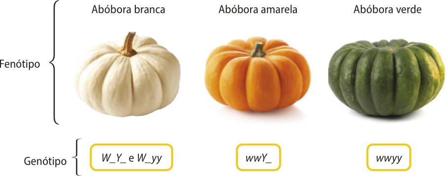 Esquema representando a cor da casca de abóboras-morangas e seus respectivos genótipos. Fenótipo casca branca, genótipo W maiúsculo traço Y maiúsculo traço e W maiúsculo traço y minúsculo y minúsculo. Fenótipo casca amarela, genótipo w minúsculo w minúsculo Y maiúsculo traço. Fenótipo casca verde, genótipo w minúsculo w minúsculo y minúsculo y minúsculo.