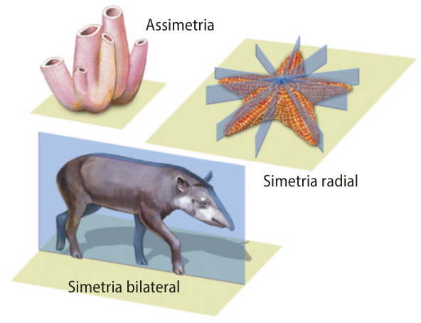 Esquema representando uma esponja-do-mar, uma estrela-do-mar e uma anta. A esponja é formada por vários tubos de tamanhos e formatos diferentes, impossibilitando a divisão do animal em partes iguais. A estrela possui cinco braços e pode ser dividida a partir do centro até a ponta de cada um deles, portanto possui simetria radial. A anta possui apenas um plano que pode dividi-la em duas metades iguais, este plano vai da sua cabeça até a outra ponta do corpo. Portanto, possui simetria bilateral.