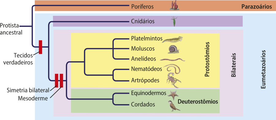Cladograma que inicia na raiz Protista ancestral, vai até o primeiro nó onde se bifurca e dá origem ao primeiro ramo de terminal Poríferos, grupo representante dos parazoários. O segundo ramo passa pelo ponto tecidos verdadeiros e chega ao segundo nó, onde se bifurca, dando origem ao terceiro ramo de terminal Cnidários. O quarto ramo passa pelo ponto simetria bilateral e chega ao terceiro nó, onde se bifurca, dando origem ao quinto ramo, que representa os protostômios, formados por dois grupos, o grupo dos platelmintos, moluscos e anelídeos e o grupo dos nematoides e artrópodes. O sexto ramo, originado do terceiro nó, dá origem a dois ramos de terminais equinodermos e cordados. Estes formam o grupo dos deuterostômios. Os protostômios e os deuterostômios formam o grupo dos bilaterais. Os cnidários e os bilaterais formam o grupo dos eumetazoários.