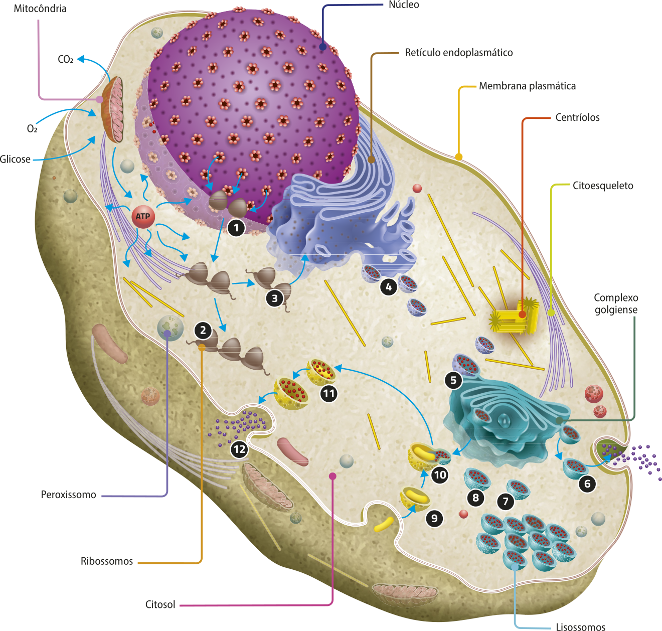 Esquema de uma célula eucariótica animal com a denominação das estruturas que a compõem. Estão indicadas a seguir: A membrana plasmática delimita o interior da célula. O citosol, líquido que permeia todas as estruturas. O núcleo, organela esférica com aberturas em toda sua superfície, das quais saem os ribossomos. Os ribossomos, que estão indicados como estruturas arredondadas conectadas por uma linha em grupos de dois ou três. O retículo endoplasmático, localizado próximo ao núcleo, formado por túbulos e cavidades achatadas que se interconectam. Os centríolos são duas estruturas cilíndricas formadas por microtúbulos. O citoesqueleto, que são diversos filamentos espalhados pela célula. O complexo golgiense, vesículas achatadas e sobrepostas que liberam os lisossomos. Os lisossomos são estruturas esféricas com o interior cheio de esferas menores. Na imagem, existem lisossomos englobando corpos estranhos, desintegrando-os e eliminando seus restos para fora da célula. Os peroxissomos são organelas esféricas. As mitocôndrias são organelas alongadas, com o interior cheio de vilosidades. Na imagem, as mitocôndrias absorvem oxigênio e glicose, liberando gás carbônico e A T P.