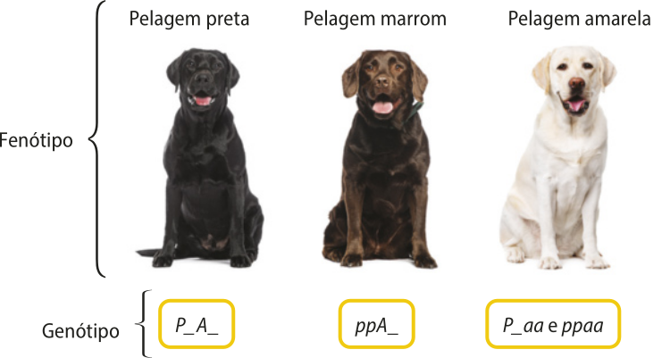 Esquema representando a pelagem de labradores e seus respectivos genótipos. Fenótipo pelagem preta P maiúsculo traço A maiúsculo traço. Fenótipo pelagem marrom p minúsculo p minúsculo A maiúsculo traço. Fenótipo pelagem amarela P maiúsculo traço a minúsculo a minúsculo e p minúsculo p minúsculo a minúsculo a minúsculo.