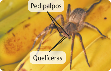Fotografia de uma aranha armadeira sobre uma penca de bananas. Elas são aracnídeos, com quatro pares de patas longas, abdome arredondado e o corpo coberto por estruturas que se assemelham a pelos. Na foto, estão indicados os pedipalpos e as quelíceras. Os pedipalpos são estruturas semelhantes às patas, mas com função de perceber paladar e olfato. Seu comprimento máximo do corpo é de cerca de 5 centímetros e suas pernas podem abranger 15 centímetros em indivíduos maiores.