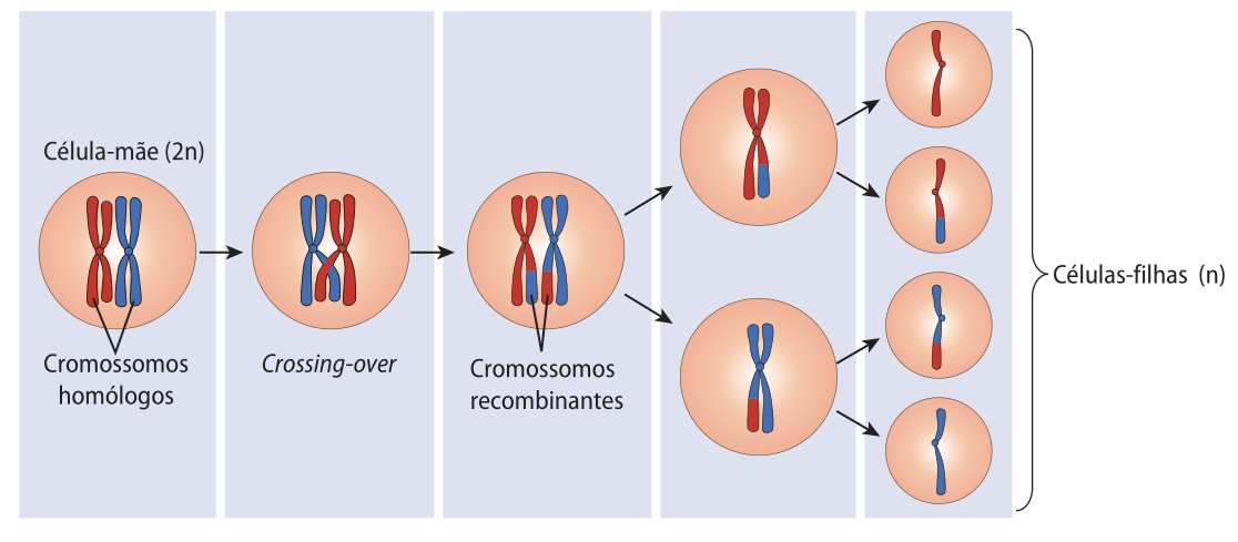 Esquema representando o processo de crossing-over durante a meiose de uma célula diploide. 1. Célula mãe 2 n com dois cromossomos homólogos com as cromátides duplicadas. 2. O crossing over ocorre quanto uma das cromátides se sobrepõe à outra, para realizar a troca de segmentos. 3. Célula com dois cromossomos recombinantes, que carregam um o segmento do outro. 4. Na divisão celular os cromossomos se separam, formando duas células com um cromossomo duplicado. 5. Cada cromátide cada célula se transforma em duas células filhas n, sendo duas células com cromossomos iguais aos da célula mãe e duas com cromossomos recombinantes.
