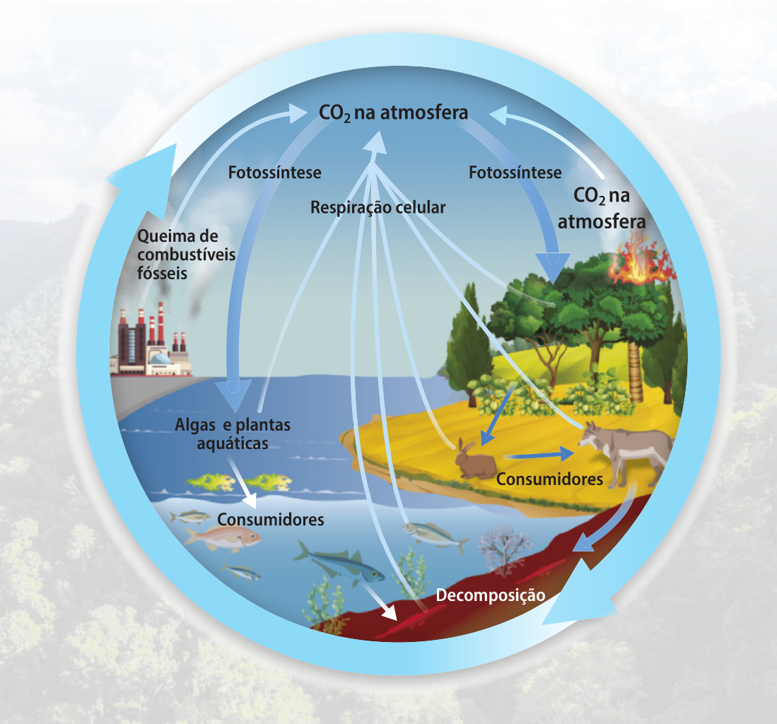 Esquema representando o ciclo do carbono por meio de setas e ilustrações. O C Oíndice 2 é liberado na atmosfera por meio da respiração celular dos seres vivos, como animais, plantas, algas e decompositores. As queimadas das florestas e a queima de combustíveis fósseis também liberam C Oíndice 2 na atmosfera. O gás carbônico é consumido pelos seres produtores, como algas, plantas aquáticas e plantas terrestres, pelo processo de fotossíntese. Os animais consumidores, como peixes, lebres e lobos, consomem o carbono se alimentando dos produtores. Os decompositores consomem o carbono no processo de decomposição de todos os seres. Consumidores e decompositores liberam o carbono na atmosfera na forma de gás C Oíndice 2, fechando o ciclo.