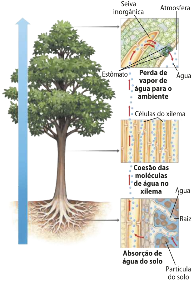 Esquema representando o transporte de seiva inorgânica em uma árvore angiosperma. A seta azul vai das raízes até as folhas no topo da copa. A água entra na raiz que está no solo e segue para o interior das células do xilema. A coesão das moléculas de água faz com que a água suba pelo xilema, seguindo até as folhas. Na folha, a água na forma de seiva inorgânica sai do xilema e vai até os estômatos, sendo liberada em forma de vapor na atmosfera.