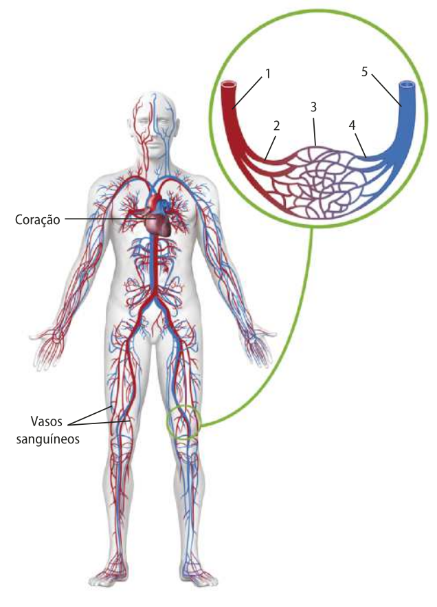 Esquema representando o sistema cardiovascular no corpo humano. O corpo inteiro é preenchido por inúmeros vasos sanguíneos, todos conectados ao coração. No detalhe, estão indicados as artérias, as arteríolas, os capilares sanguíneos, as vênulas e as veias, enumerados de 1 a 5.