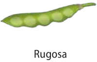 Ilustração de uma vagem de ervilha verde e com o formato das sementes aparentes.