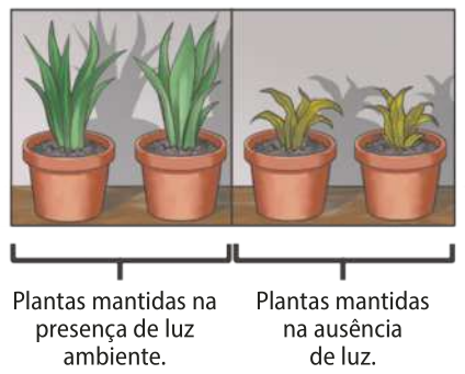 Ilustrações de quatro vasos de plantas. À esquerda, estão dois vasos com folhas alongadas e fortes. Há uma chave que indica que estas plantas foram mantidas na presença de luz ambiente. À direita, estão dois vasos de plantas com folhas menores e mais fracas com relação às anteriores. Há uma chave que indica que estas foram mantidas na ausência de luz.