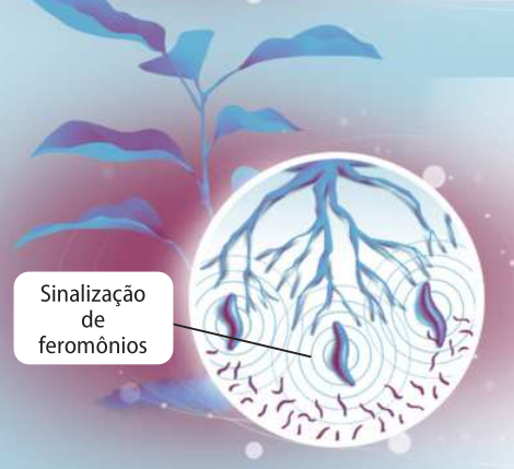 Esquema representando a sinalização de feromônios de nematoides.  Três nematoides estão próximos às raízes de uma planta. Ao redor de cada um deles estão vários círculos concêntricos indicados como sinalização de feromônios. Outros nematoides menores estão próximos, mas não chegam às raízes da planta.