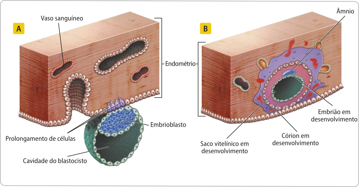 Esquema representando diferentes momentos da implantação do blastocisto no endométrio. A. Está representado um corte da camada superficial do endométrio, com um vaso sanguíneo indicado. O blastocisto está preso ao endométrio pelos prolongamentos de célula do embrioblasto.  A cavidade do blastocisto está indicada. B. O blastocisto está englobado pelo endométrio. O embrioblasto se transformou no embrião em desenvolvimento. A cavidade do blastocisto se transformou no saco vitelínico em desenvolvimento. O âmnio está desenvolvido e o córion está em desenvolvimento.