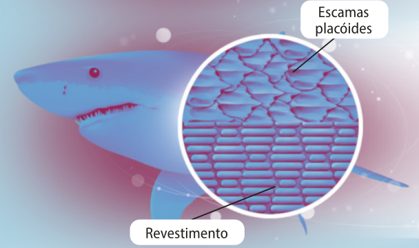 Esquema representando as escamas do tubarão e o revestimento criado pelo ser humano em detalhe. As escamas são formadas por pequenas placas sobrepostas com a superfície levemente ondulada e estão identificadas como escamas placoides. O revestimento segue um padrão semelhante ao das escamas no formato e nas ondulações na superfície.