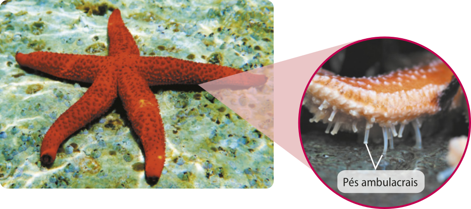 Fotografia de uma estrela-do-mar. Ela possui cinco braços e a superfície cheia de protuberâncias. Ao lado, está ampliada a parte inferior da ponta de um dos braços. Ela está cheia de pés ambulacrais, que são pequenas estruturas em forma de tubo. Os indivíduos têm o diâmetro aproximado de 20 centímetros.