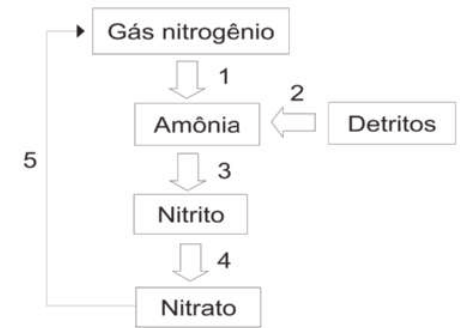 Esquema de setas em 5 transformações. 1 e 2. Gás nitrogênio e detritos se transformam em amônia. 3. Amônia se transforma em nitrito. 4. Nitrito se transforma em nitrato. 5. Nitrato se transforma em gás nitrogênio.