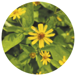 Fotografia das flores de arnica. São flores amarelas com o miolo marrom. Possuem cerca de 12 pétalas finas, com as as pontas irregulares. O miolo tem o diâmetro menor do que o comprimento das pétalas. As plantas são herbáceas e possuem cerca de 18 a 60 centímetros de altura.