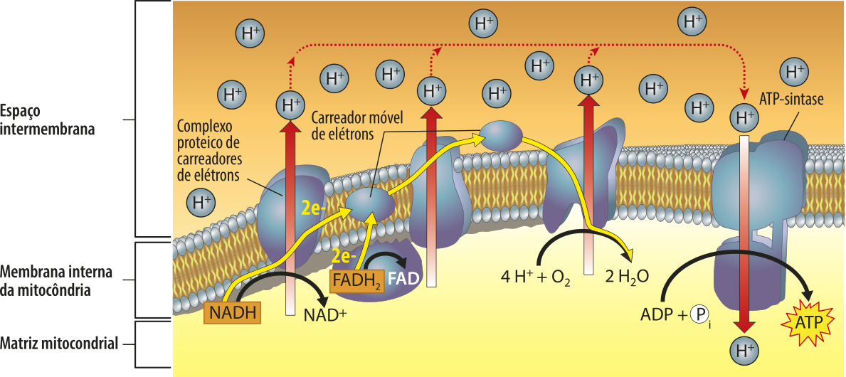 Esquema representando as estruturas e as fases responsáveis pela cadeia respiratória na crista mitocondrial. O complexo proteico de carreadores de elétrons recebe NADH e libera NAD^+ na matriz mitocondrial, 2 elétrons para o carreador móvel de elétrons e H^+ no espaço intermembrana. O carreador móvel de elétrons recebe FADHíndice 2 e os elétrons do complexo proteico anterior, liberando um FAD na matriz mitocondrial e elétrons para o próximo complexo proteico. O complexo recebe os elétrons do processo anterior e libera H^+ para o espaço intermembrana. Os elétrons então vão para o próximo carreador e depois para o próximo complexo. Este complexo recebe os elétrons e libera H^+ para o espaço intermembrana. Na matriz mitocondrial, ocorre a reação 4 H^+ mais Oíndice 2, formando 2 Híndice 2O que se liga aos elétrons do processo anterior. Os H^+ liberados no espaço intermembrana pelos complexos vão para a proteína ATP-sintase, alocada na membrana interna da mitocôndria, e são transportados para a matriz mitocondrial. Também na matriz, as moléculas  de A D P e fosfato reagem formando A T P.