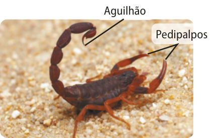 Fotografia de um escorpião marrom sobre areia. É um aracnídeo de corpo robusto. Possui uma longa cauda articulada, onde na ponta está o aguilhão. Na ponta dos pedipalpos há uma garra em formato de pinça. Possuem entre 5 e 7 centímetros.