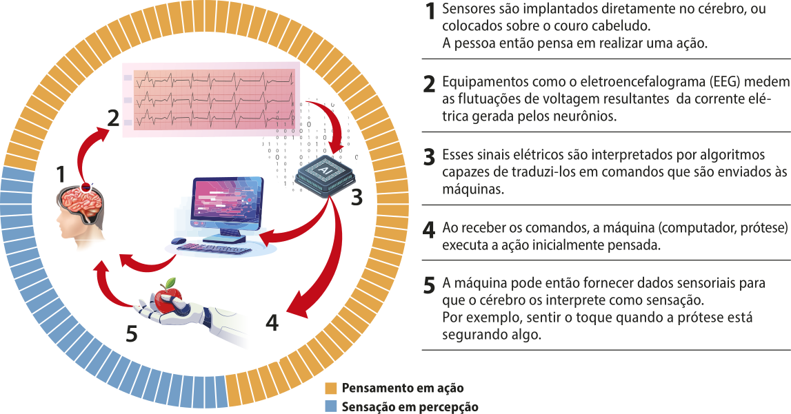 Esquema representando as etapas em uma interface cérebro-máquina. 1. Sensores são implantados diretamente no cérebro, ou colocados sobre o couro cabeludo. A pessoa então pensa em realizar uma ação. 2. Equipamentos como o eletroencefalograma (E E G) medem as flutuações de voltagem resultantes da corrente elétrica gerada pelos neurônios. 3. Esses sinais elétricos são interpretados por algoritmos capazes de traduzi-los em comandos que são enviados às máquinas. 4. Ao receber os comandos, a máquina (computador, prótese) executa a ação inicialmente pensada. 5. A máquina pode então fornecer dados sensoriais para que o cérebro os interprete como sensação. Por exemplo, sentir o toque quando a prótese está segurando algo. Nas fases de 1 a 4, o pensamento está em ação e apenas na fase cinco ocorre a sensação em percepção.