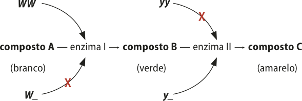Esquema representando o funcionamento da epistasia dominante na determinação das cores de abóbora. O composto A branco pode ser convertido em composto B verde através da enzima 1. O composto B verde pode ser convertido em composto C amarelo através da enzima 2. O genótipo W maiúsculo traço inibe a enzima 1, enquanto o genótipo W maiúsculo W maiúsculo não a inibe. O genótipo y minúsculo y minúsculo inibe a enzima 2, enquanto o genótipo y minúsculo traço não a inibe.