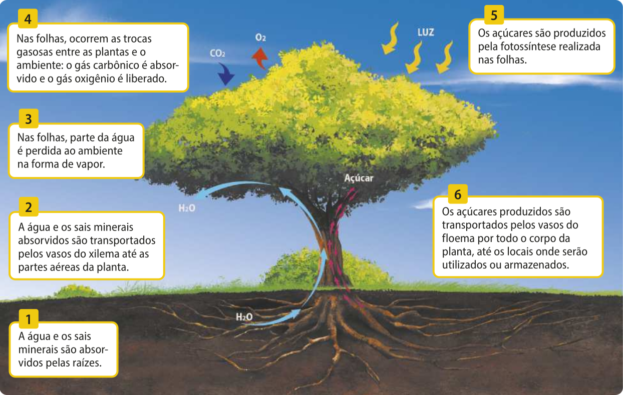 Esquema representando a obtenção e o transporte de recursos em uma angiosperma. Os recursos e a luz estão representados por setas. 1. A água e os sais minerais são absorvidos pelas raízes. 2. A água e os sais minerais absorvidos são transportados pelos vasos do xilema até as partes aéreas da planta. 3. Nas folhas, parte da água é perdida ao ambiente na forma de vapor. 4. Nas folhas, ocorrem as trocas gasosas entre as plantas e o ambiente: o gás carbônico é absorvido e o gás oxigênio é liberado. 5. Os açúcares são produzidos pela fotossíntese realizada nas folhas a partir da absorção da luz solar. 6. Os açúcares produzidos são transportados pelos vasos do floema por todo o corpo da planta, até os locais onde serão utilizados ou armazenados.