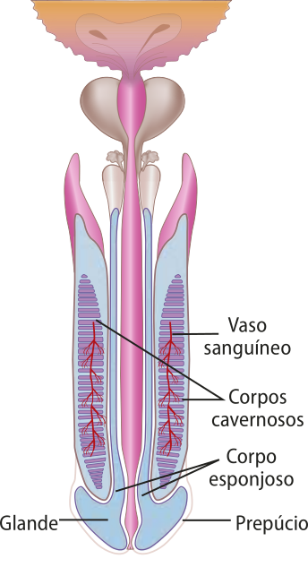 Esquema representando as estruturas do pênis, em corte frontal. Estão indicados a glande, o prepúcio, o corpo esponjoso, os corpos cavernosos e os vasos sanguíneos.