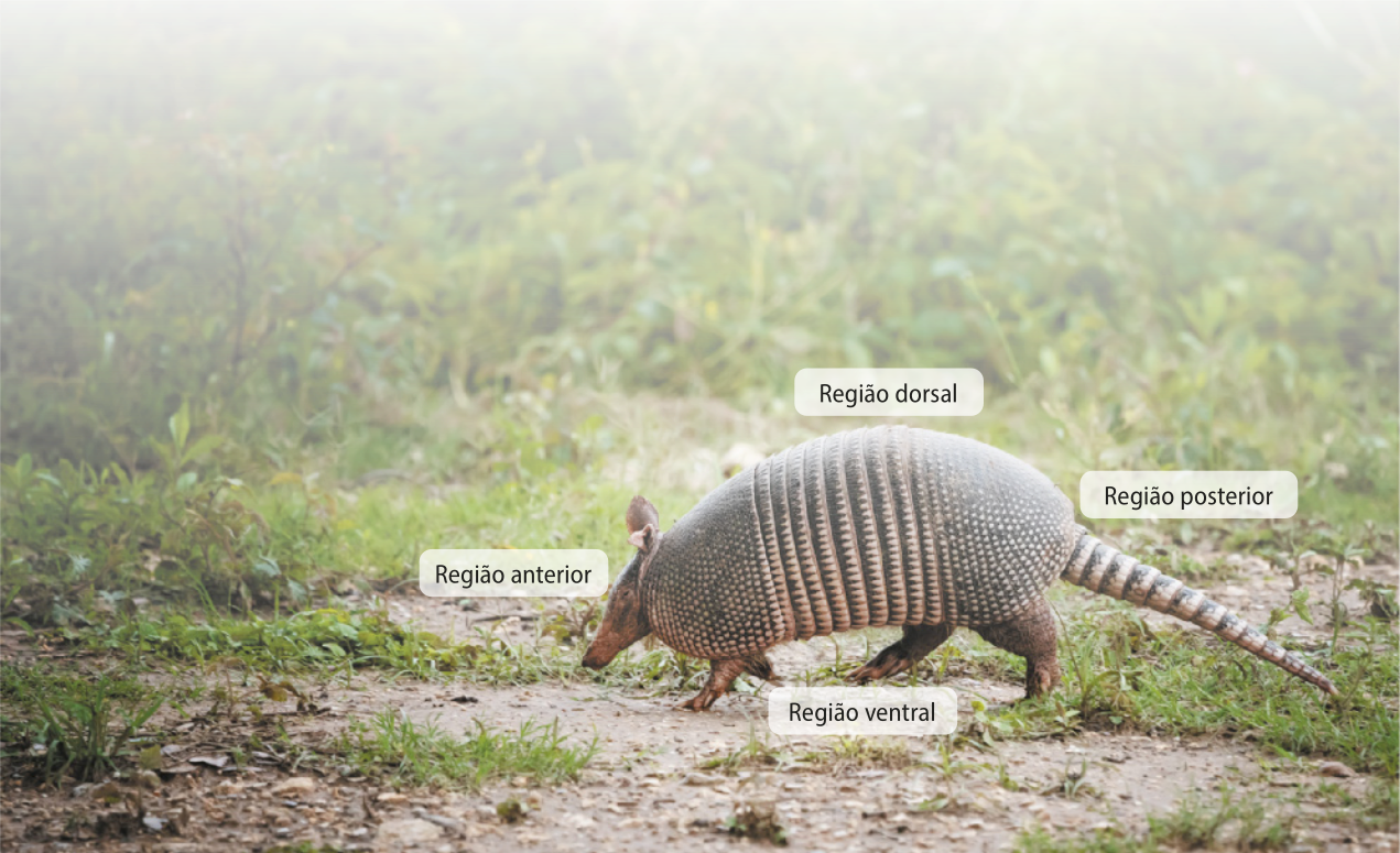 Fotografia de um tatu-galinha sobre um solo com plantas rasteiras. É um mamífero coberto por placas ossificadas, uma cauda e focinhos alongados e quatro pernas curtas. Os indivíduos dessa espécie têm entre 38 e 58 centímetros. A região da cabeça está indicada como região anterior. A região das costas está indicada como região dorsal. A região da barriga está indicada como região ventral e a região da cauda está indicada como região posterior.