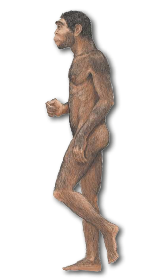 Ilustração de um Homo erectus. Ser bípede com traços semelhantes a um humano, pelos cobrindo o corpo inteiro, um pouco mais ralos na região do abdômen e rosto. Os pés e as mãos são semelhantes aos dos humanos.