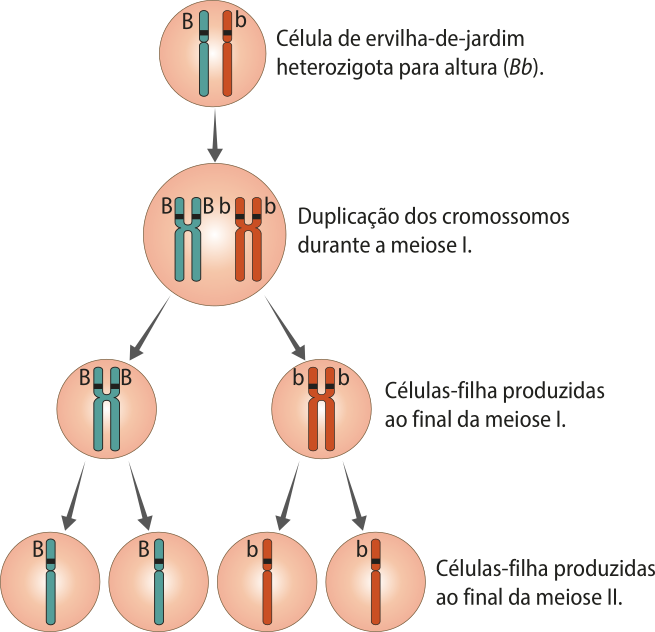 Esquema representando as etapas da meiose de uma célula reprodutiva de ervilha-de-jardim heterozigota B maiúsculo b mínúsculo. 1. Célula reprodutiva de ervilha-de-jardim heterozigota para altura, com um cromossomo contendo o gene B maiúsculo e outro cromossomo contendo o gene b mínúsculo. 2. Duplicação dos cromossomos durante a meiose 1. 3. Duas células-filha produzidas ao final da meiose I: célula com cromossomo duplicado com os genes B maiúsculo B maiúsculo e célula com cromossomo duplicado com os genes b mínúsculo b mínúsculo. 4. Quatro células filhas produzidas ao final da meiose 2. Duas células com cromossomo contendo o gene B maiúsculo e duas células com cromossomo contendo o gene b mínúsculo.