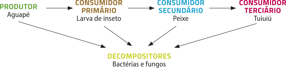 Esquema de setas representando uma cadeia alimentar. O produtor (aguapé) alimenta o consumidor primário (larva de inseto), que alimenta o consumidor secundário (peixe), que alimenta o consumidor terciário (tuiuiú). Todos os seres servem de alimento para os decompositores (bactérias e fungos).