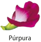 Ilustração de uma flor de ervilha com as pétalas púrpuras.