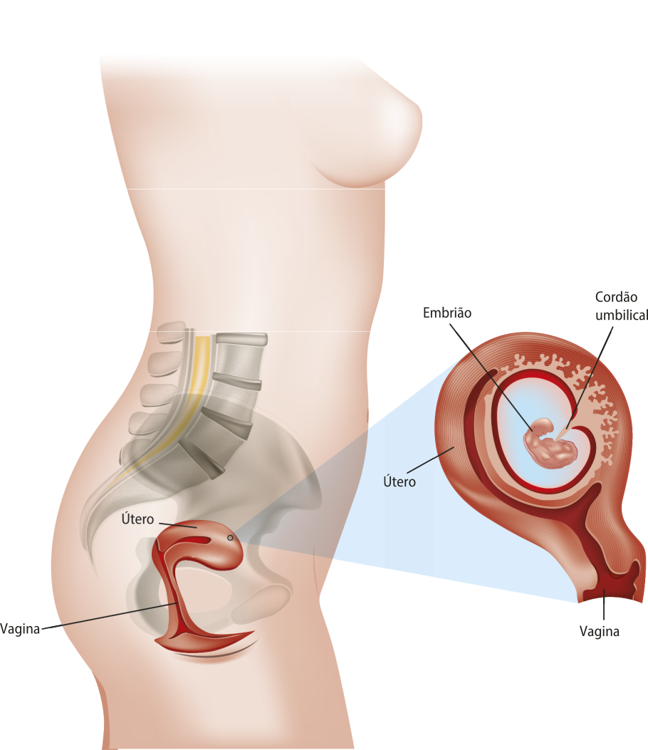 Esquema representando a parte inferior do abdômen feminino em corte sagital. Estão representados o útero e a vagina. Em detalhe, ao lado, está a representação do útero e da vagina. Dentro do útero está o embrião, que está conectado à parede interna uterina pelo cordão umbilical.