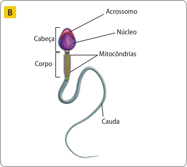 B. Esquema representando um espermatozoide, dividido em cabeça, corpo e cauda. A cabeça tem formato oval e, ocupando maior parte dela, há uma estrutura também oval, o núcleo. Na ponta dela, há uma estrutura em forma de arco indicada como acrossomo. Conectado à cabeça, está o corpo cilíndrico, coberto por pequenas protuberâncias, indicadas como mitocôndrias. Conectada ao corpo, está uma longa e fina cauda, que começa da grossura do corpo e vai afinando até a ponta.
