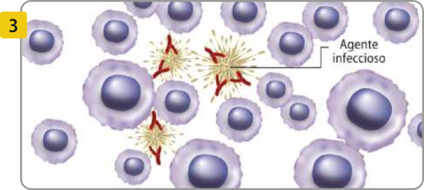 3. Esquema mostrando os linfócitos e os anticorpos ao redor de um agente infeccioso de formato semelhante ao antígeno da vacina.