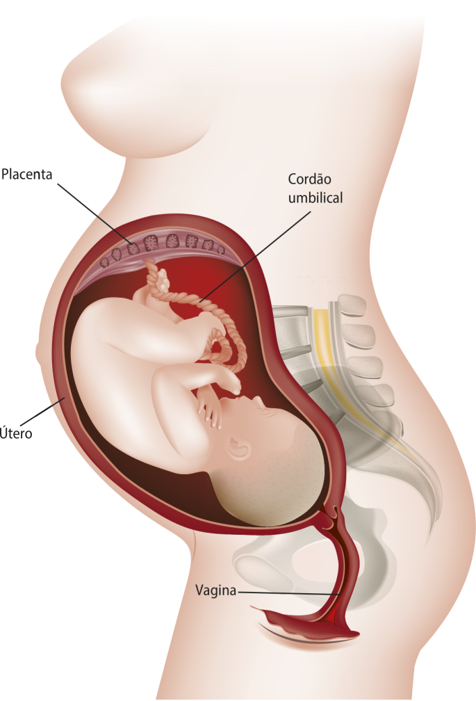 Esquema representando um útero com um feto bem desenvolvido dentro localizado na parte inferior do abdômen feminino em corte sagital. O feto está de ponta cabeça em relação ao corpo da mãe. Estão indicados a placenta, o cordão umbilical, o útero e a vagina.