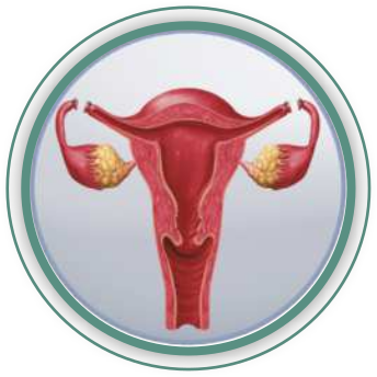 Ilustração do sistema reprodutor feminino com as tubas uterinas cortadas.