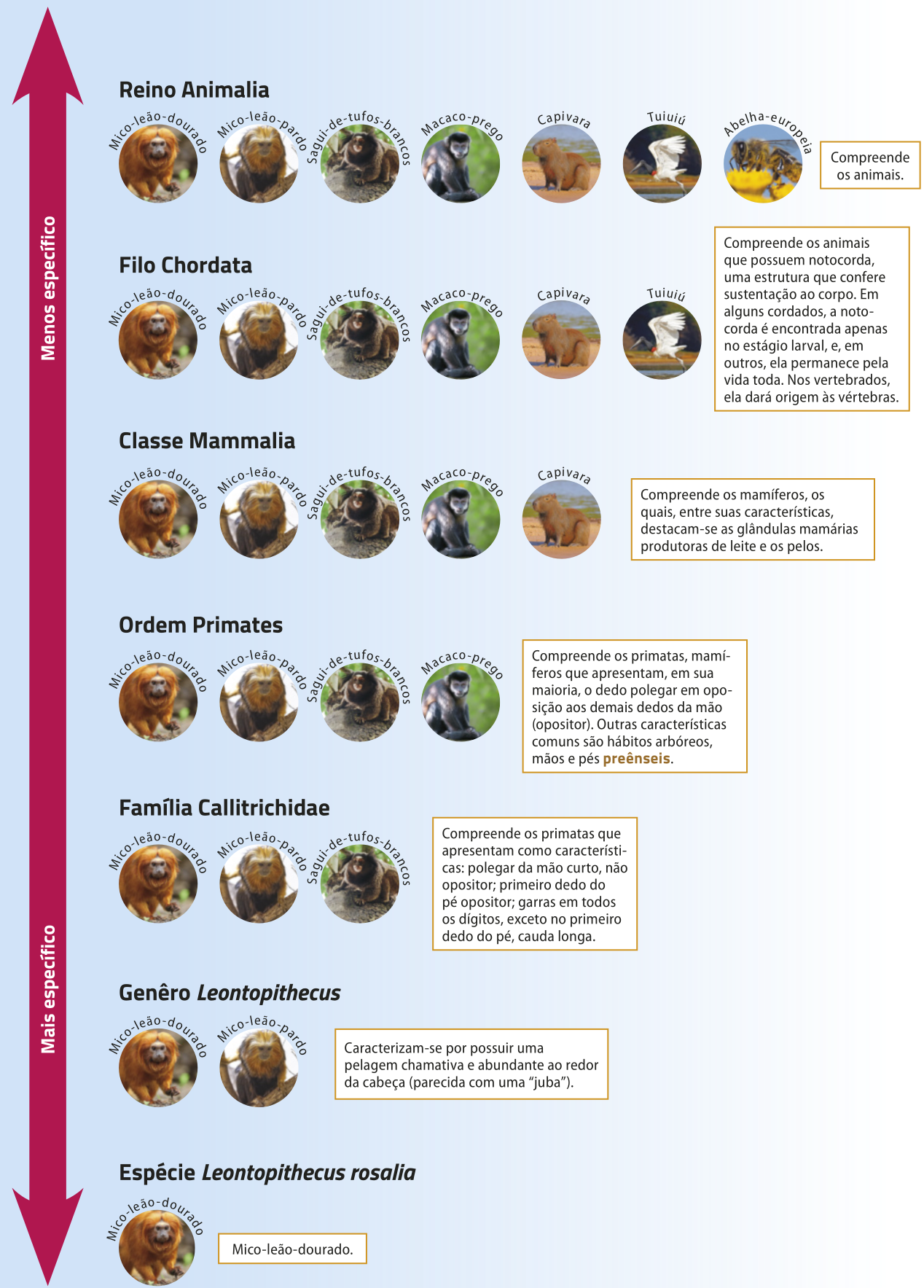 Esquema representando a classificação da espécie do mico-leão-dourado através de uma pirâmide invertida. Uma seta à esquerda indica que quanto mais acima, menos específico e quanto mais abaixo, mais específico. No topo, está o Reino Animalia. Compreende os animais. Exemplos: mico-leão-dourado, mico-leão-pardo, sagui-de-tufos-brancos, macaco-prego, capivara, tuiuiú e abelha-europeia. Abaixo está o Filo Chordata. Compreende os animais que possuem notocorda, uma estrutura que confere sustentação ao corpo. Em alguns cordados, a notocorda é encontrada apenas no estágio larval, e, em outros, ela permanece pela vida toda. Nos vertebrados, ela dará origem às vértebras. Exemplos: mico-leão-dourado, mico-leão-pardo, sagui-de-tufos-brancos, macaco-prego, capivara e tuiuiú. Abaixo está a Classe Mammalia. Compreende os mamíferos, os quais, entre suas características, destacam-se as glândulas mamárias produtoras de leite e os pelos. Exemplos: mico-leão-dourado, mico-leão-pardo, sagui-de-tufos-brancos, macaco-prego e capivara. Abaixo está a Ordem dos Primatas. Compreende os primatas, mamíferos que apresentam, em sua maioria, o dedo polegar em oposição aos demais dedos da mão (opositor). Outras características comuns são hábitos arbóreos, mãos e pés preênseis, ou seja, capazes de prender e segurar objetos. Exemplos: mico-leão-dourado, mico-leão-pardo, sagui-de-tufos-brancos e macaco-prego. Abaixo está a Família Callitrichidae. Compreende os primatas que apresentam como características: polegar da mão curto, não opositor; primeiro dedo do pé opositor; garras em todos os dígitos, exceto no primeiro dedo do pé, cauda longa. Exemplos: mico-leão-dourado, mico-leão-pardo e sagui-de-tufos-brancos. Abaixo está o Gênero Leontopithecus. Caracterizam-se por possuir uma pelagem chamativa e abundante ao redor da cabeça parecida com uma “juba”. Exemplos: mico-leão-dourado e mico-leão-pardo. Abaixo está a espécie Leontopithecus rosalia, o mico-leão-dourado.