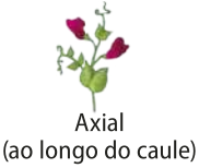 Ilustração de um pé de ervilha com as flores saindo ao longo do caule da planta. Posição axial.