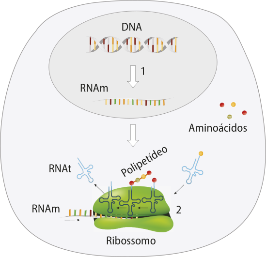 Esquema representando uma célula nucleada. Os processos estão representados por números. Processo 1: Dentro do núcleo da célula, há uma fita dupla de D N A e uma fita simples de R N A m. Uma seta sai do D N A e aponta em direção ao R N A m.  Processo 2: A fita de R N A m passa para o citosol da célula, depois fica acoplada dentro do ribossomo. Uma molécula de R N A t ligada a um aminoácido entra no ribossomo e sai sem o aminoácido. Do ribossomo sai uma cadeia polipeptídica formada por aminoácidos trazidos pelas moléculas de R N A t.