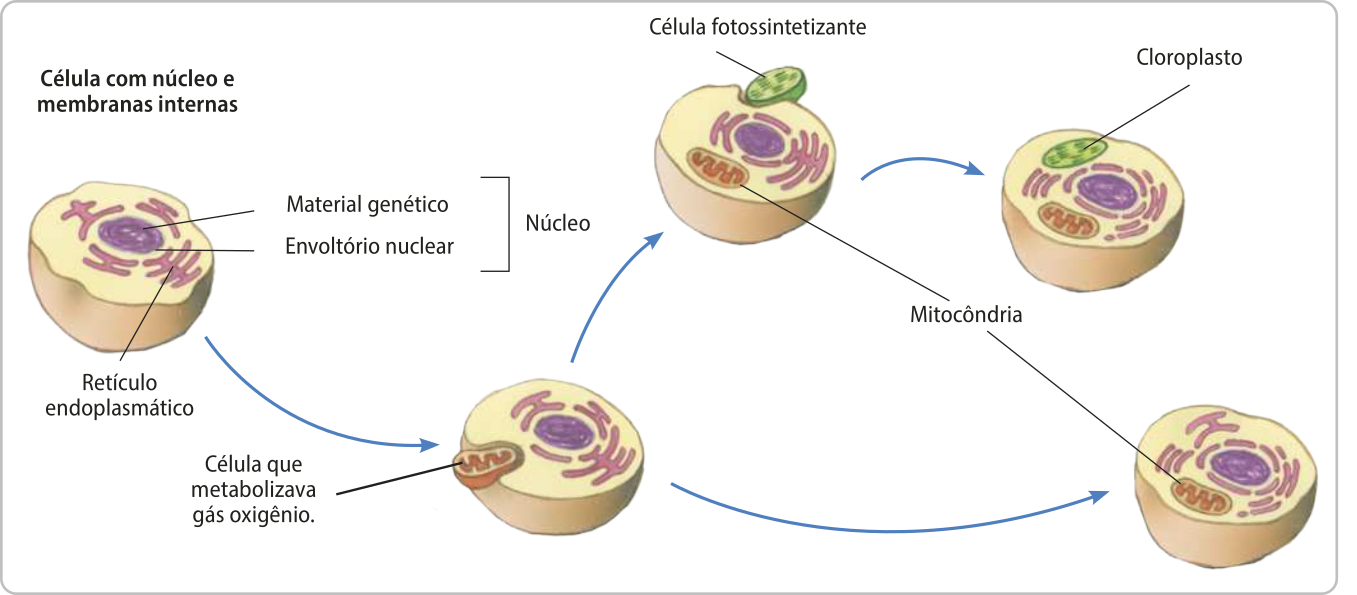 Esquema representando uma célula com núcleo e membranas internas. Estão indicados o núcleo formado por material genético e envoltório nuclear e o retículo endoplasmático. Uma pequena célula que metabolizava gás oxigênio é englobada pela célula anterior, se tornando a mitocôndria. Depois, uma célula também pequena e fotossintetizante é englobada por uma célula que já possui mitocôndria, dando origem ao cloroplasto.
