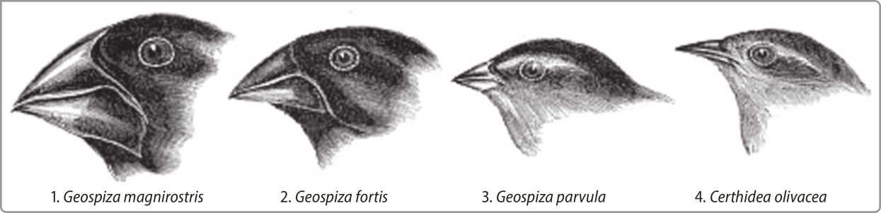 Composição de cabeças de pássaros tentilhões. 1. Geospiza magnirostris: Cabeça grande, com bico curto e robusto, penas escuras. 2. Geospiza fortis: Muito semelhante ao anterior, mas com a cabeça ligeiramente menor. 3. Geospiza parvula: Cabeça pequena, com bico curto e pequeno. As penas são mais escuras no topo da cabeça. Há uma faixa branca sobre os olhos. 4. Certhidea olivacea: Muito semelhante ao anterior, mas o bico é um pouco mais pontudo e a cabeça é um pouco menor.