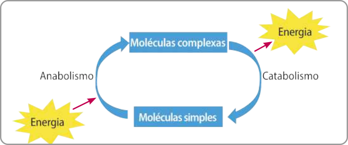 Esquema com setas. Moléculas complexas se transformam em moléculas simples pelo processo de catabolismo, com liberação de energia. Moléculas simples se transformam em moléculas complexas pelo processo de anabolismo, com gasto de energia.